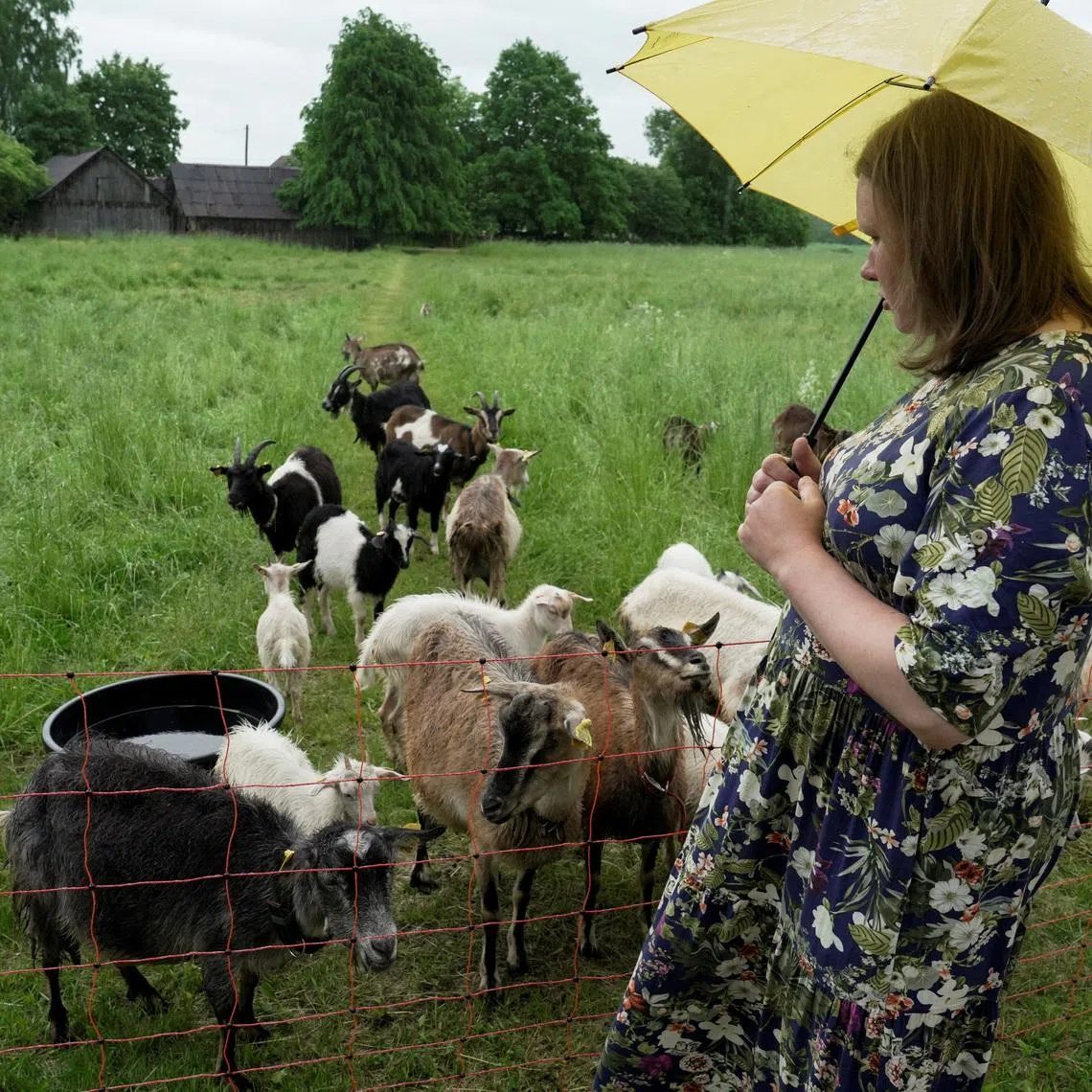 Goat farm owner and cheesmaker Jolanta Smane stands in front of goats in Rezekne county, Latvia, June 8, 2026. REUTERS/Janis Laizans