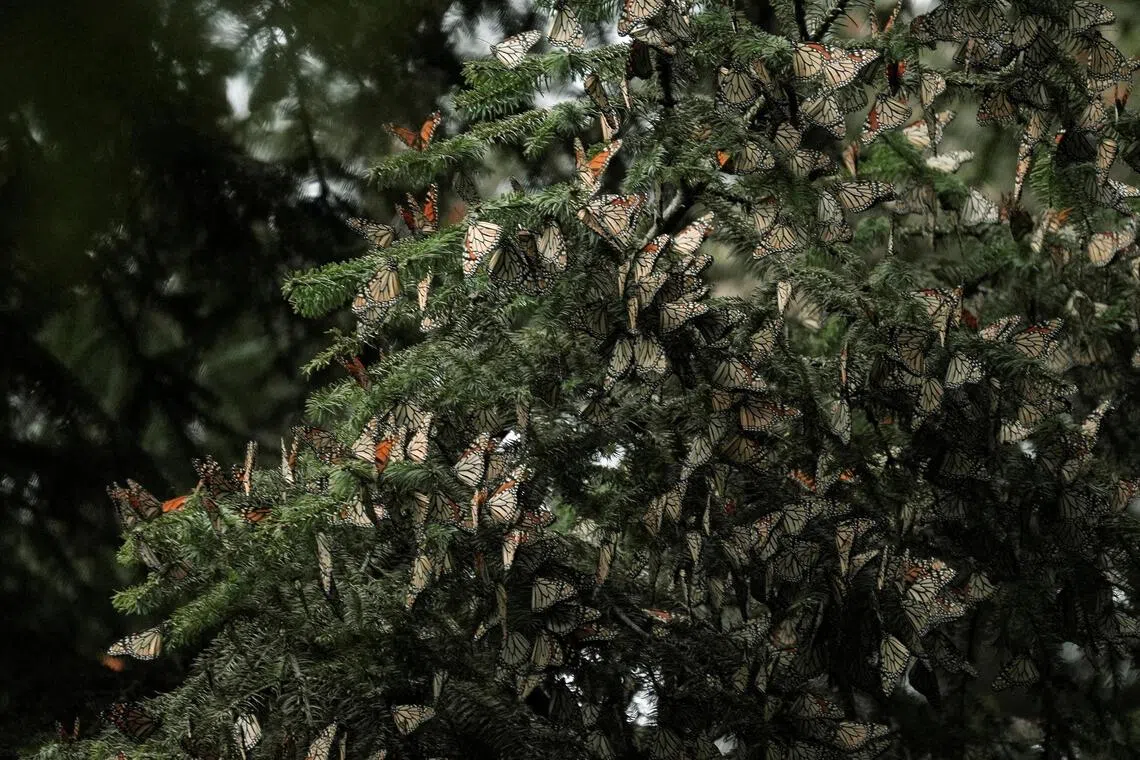 Monarch butterflies rest on a tree at the Sierra Chincua butterfly sanctuary after Mexican sanctuaries that host the species opened for visitors, in Angangueo, Michoacan state, Mexico, November 22, 2025. REUTERS/Ivan Arias