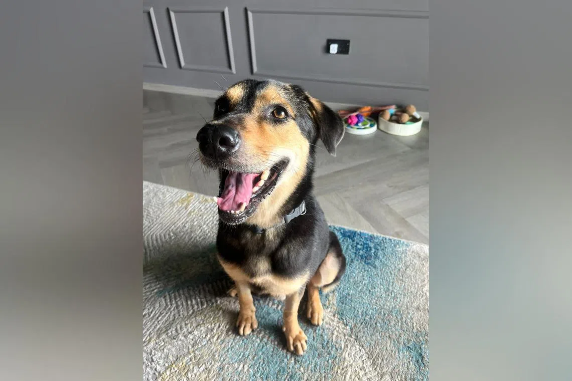 Orrie, a seven-year-old Singapore Special, is looking for a forever home.