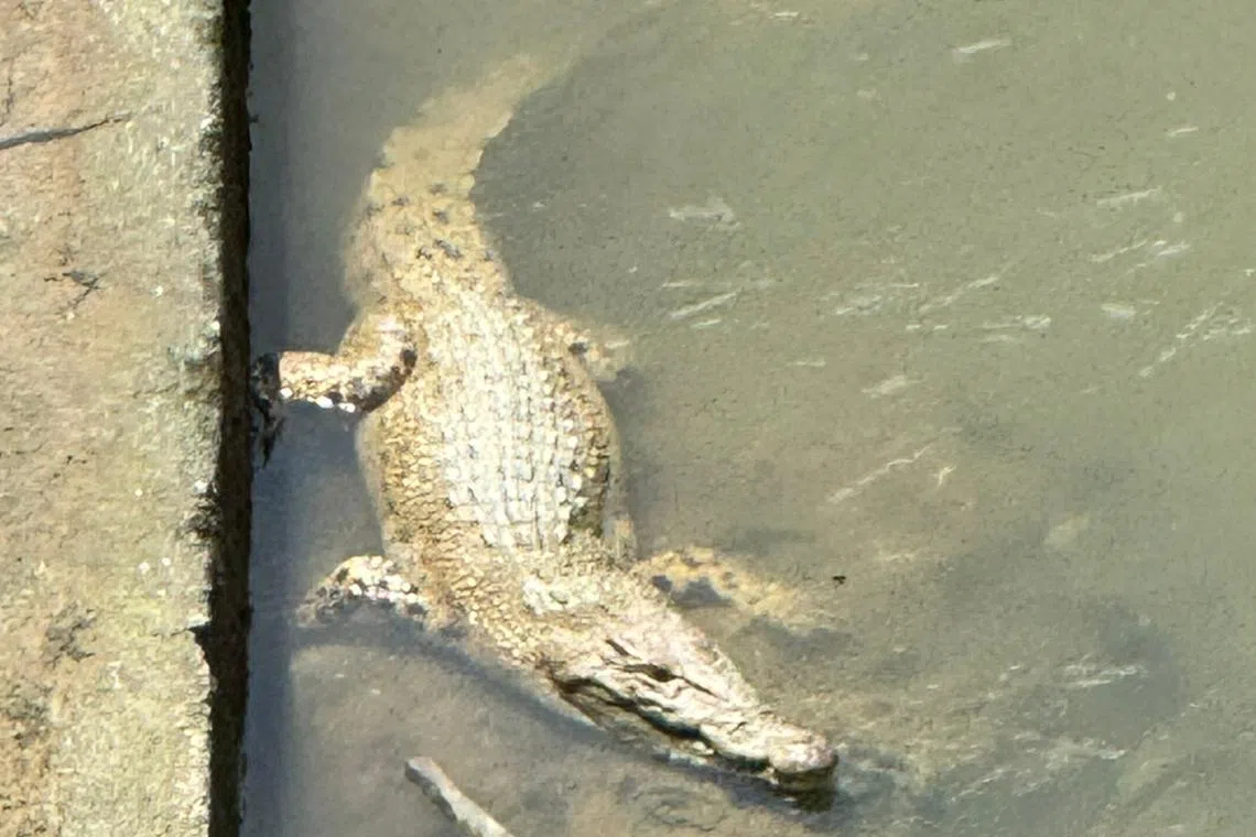 Several agencies were activated to capture the crocodile.