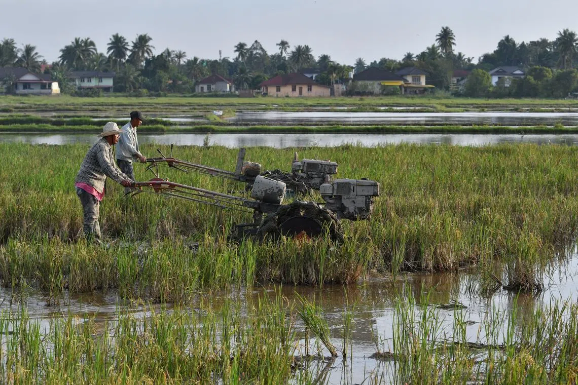 Malaysia aims to increase local rice production to 75 per cent of the country’s consumption by end-2025.