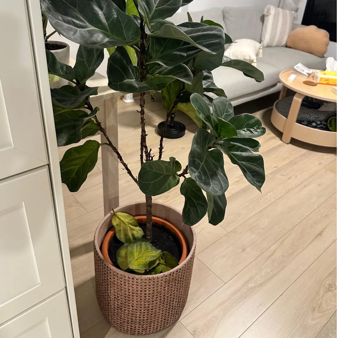 The writer's fiddle-leaf fig (left) just after he bought it on Sept 1, 2023. Signs of decline were spotted in July when it started to shed leaves (right).