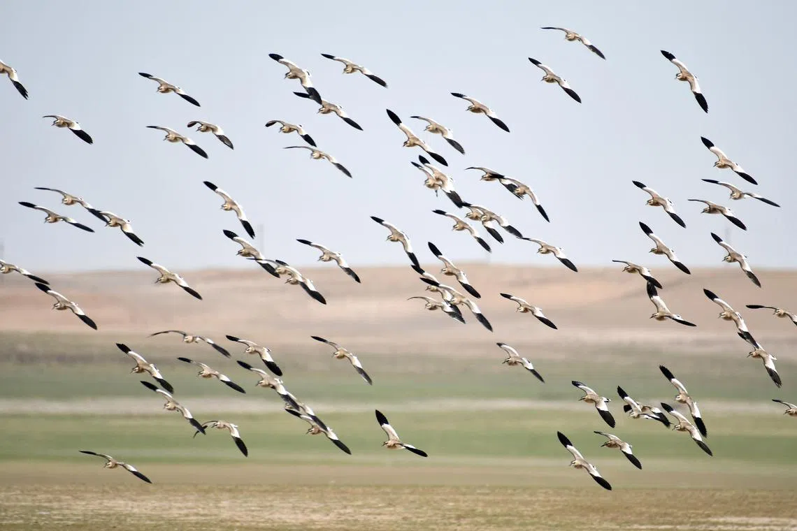 wxcafi01 - The Central Asian Flyway is home to 605 migratory bird species from 84 families.

Credit for sociable lapwings: Oleg Kashkarov