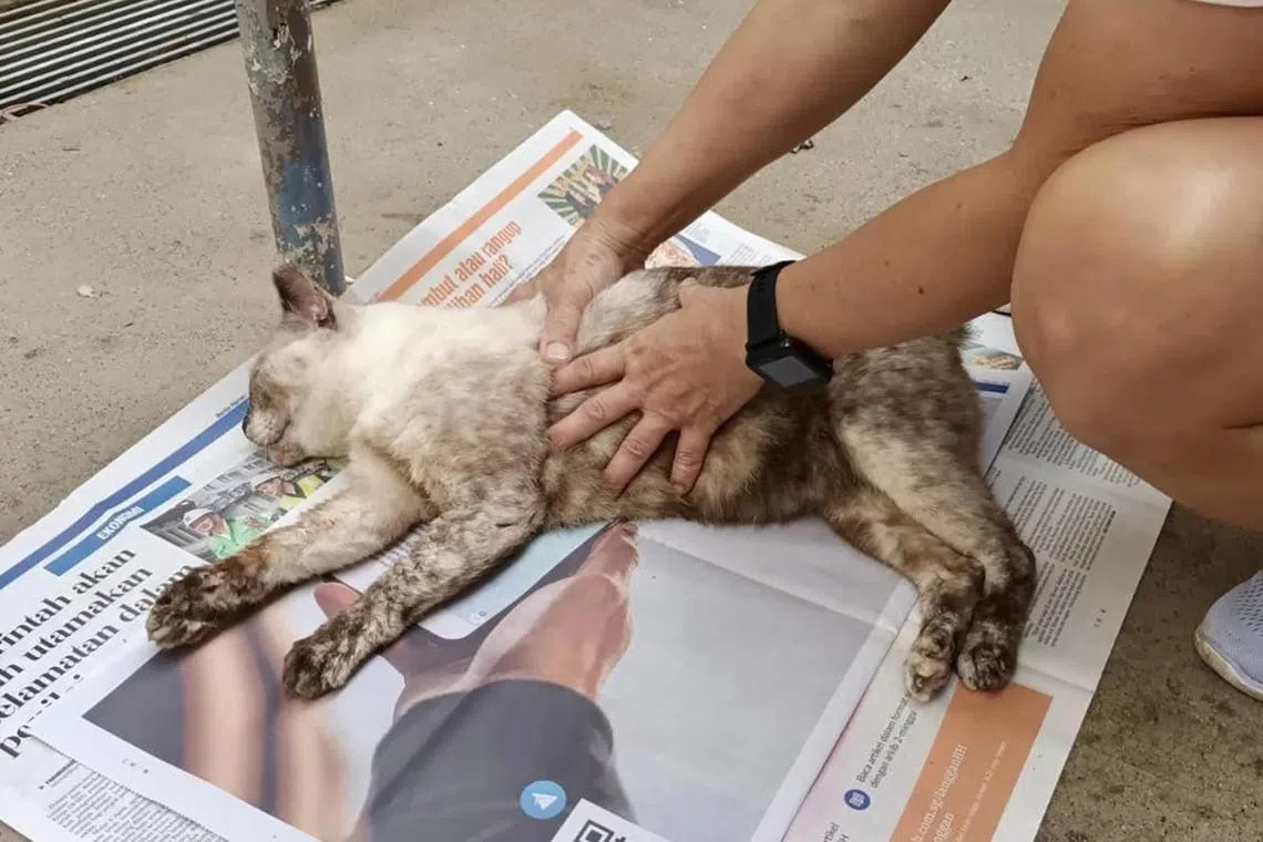 One of the community cats in Mei Ling Street, which was earlier suspected to have died of poisoning.