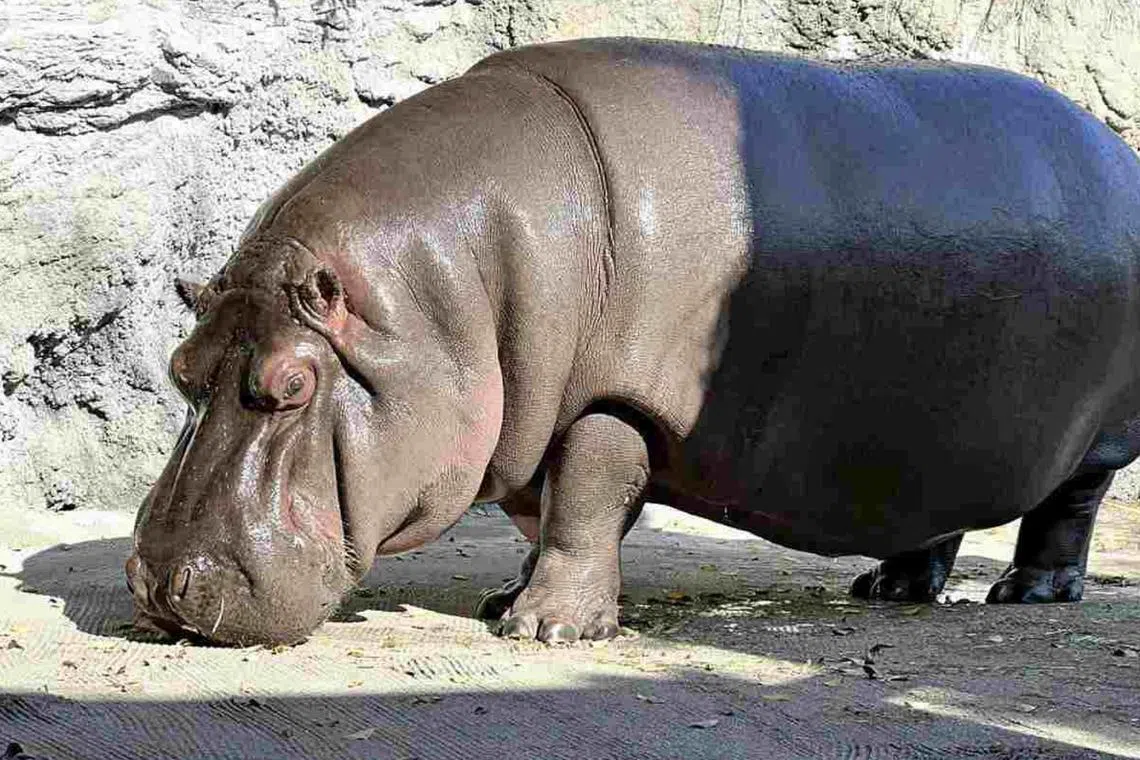 Gen-chan was born in March 2012 and arrived from a zoo in Mexico in 2017 at the age of five. 