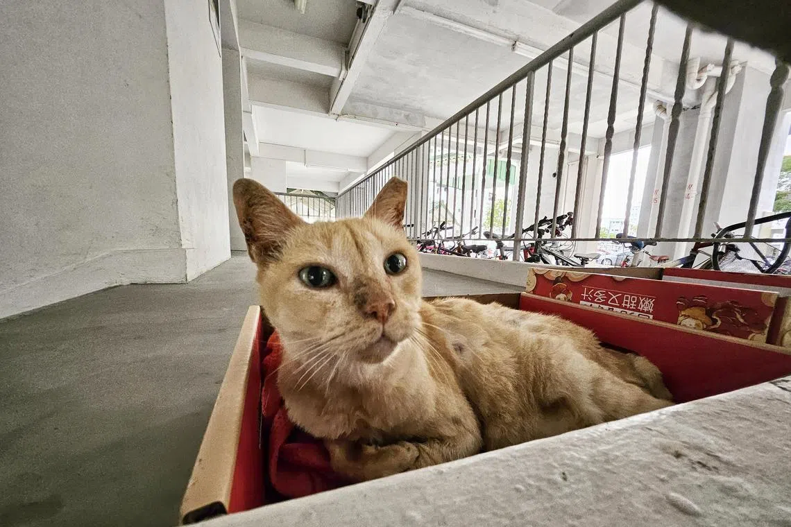 A total of 961 confirmed reports of animal cruelty and welfare concerns were recorded in 2024,the highest in 12 years.