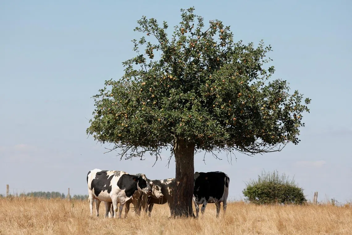 Cows protect themselves from the heat under an apple tree in dry meadow in Forest-en-Cambresis, France, as a heatwave hits Europe in August 2022. 