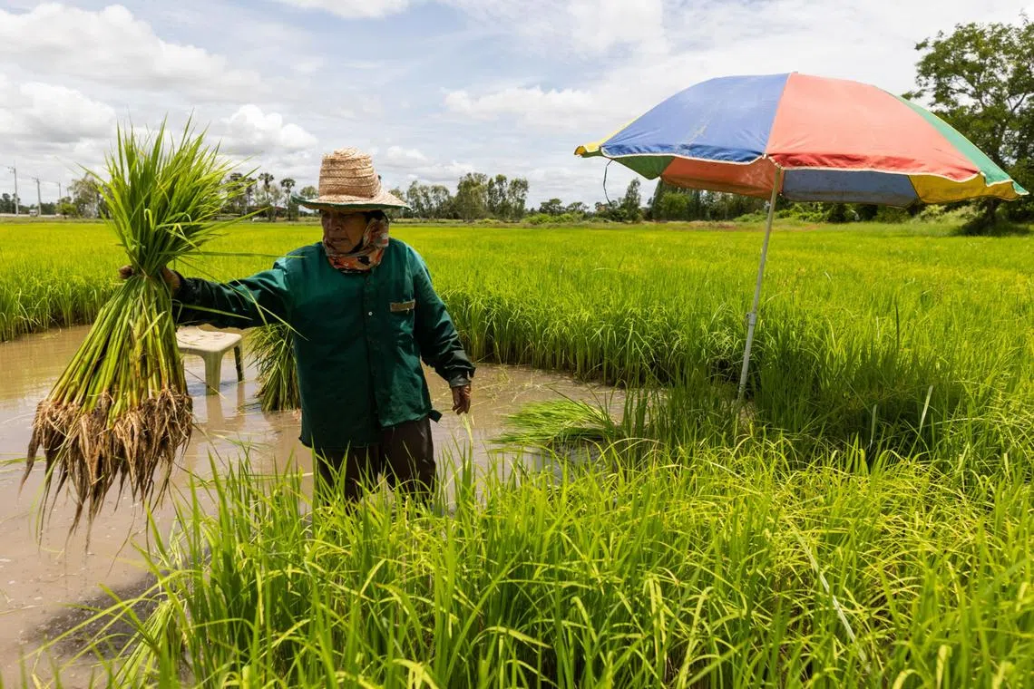 bizrice20 - Bloomberg News pix - A farmer plants rice in a paddy in Nakhon Ratchasima province, Thailand, on Sunday, June 5, 2022. The rising food protectionism and price rallies are welcome news for Thai producers that are enjoying strong harvests this year after back-to-back droughts. Photographer: Luke Duggleby/Bloomberg
