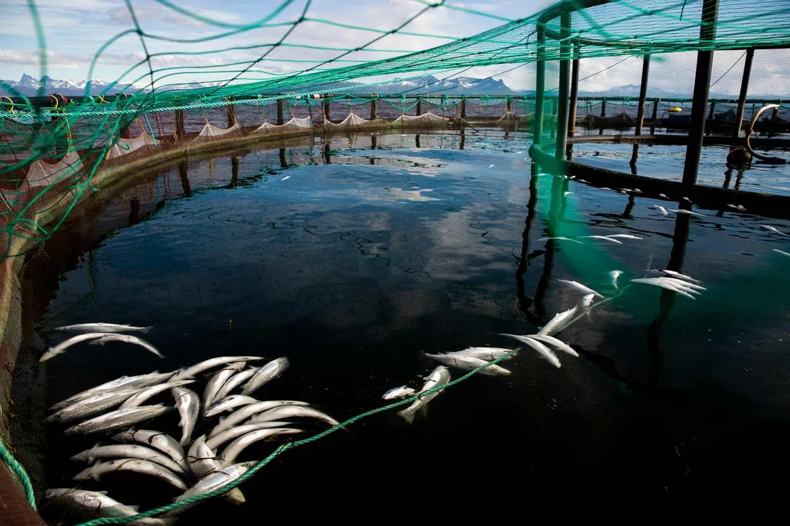 Norway produces more than half of the world’s farmed salmon.
