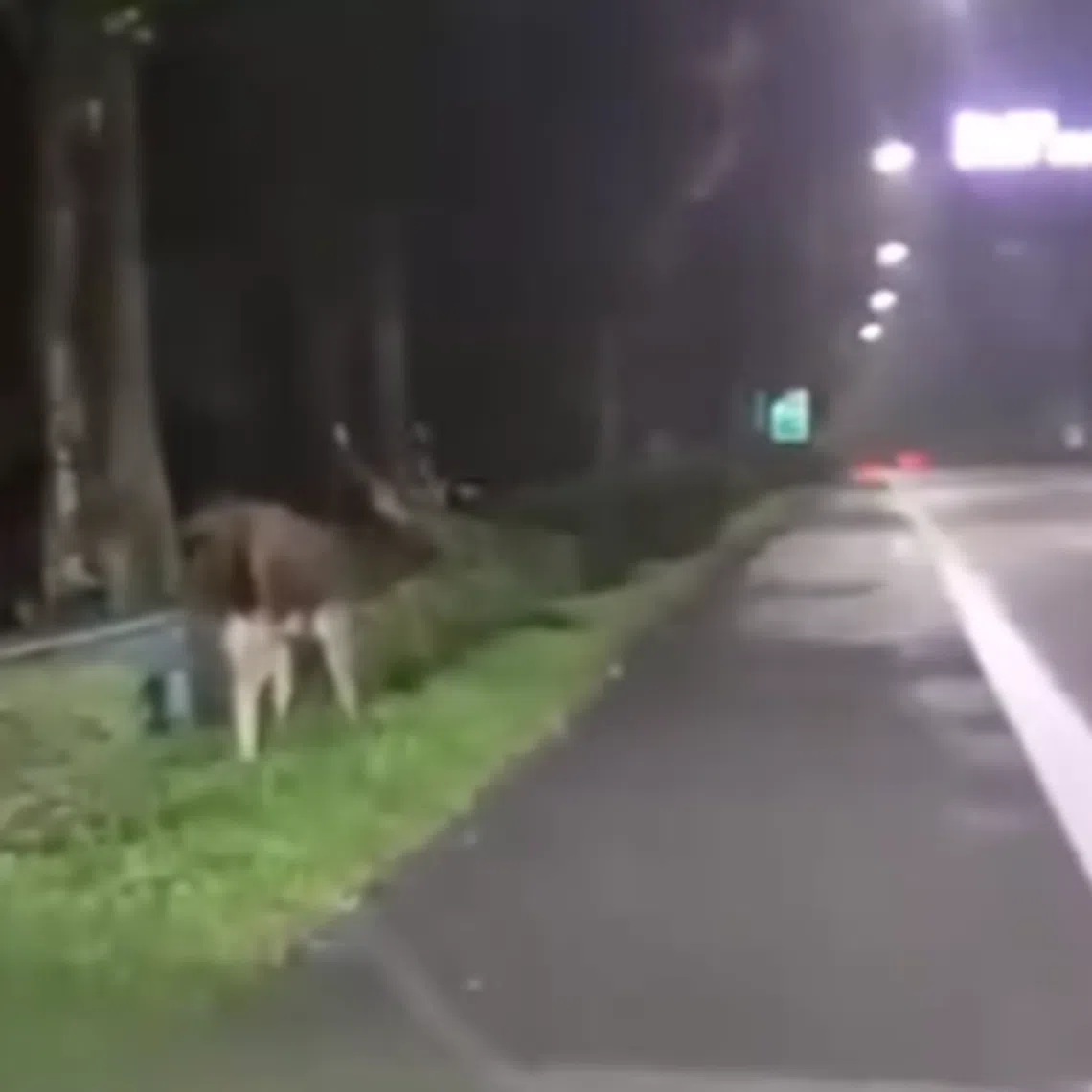 A male deer is seen grazing on the grass in front of the guard rail in a video posted to the SG Road Vigilante Facebook page on Nov 29.