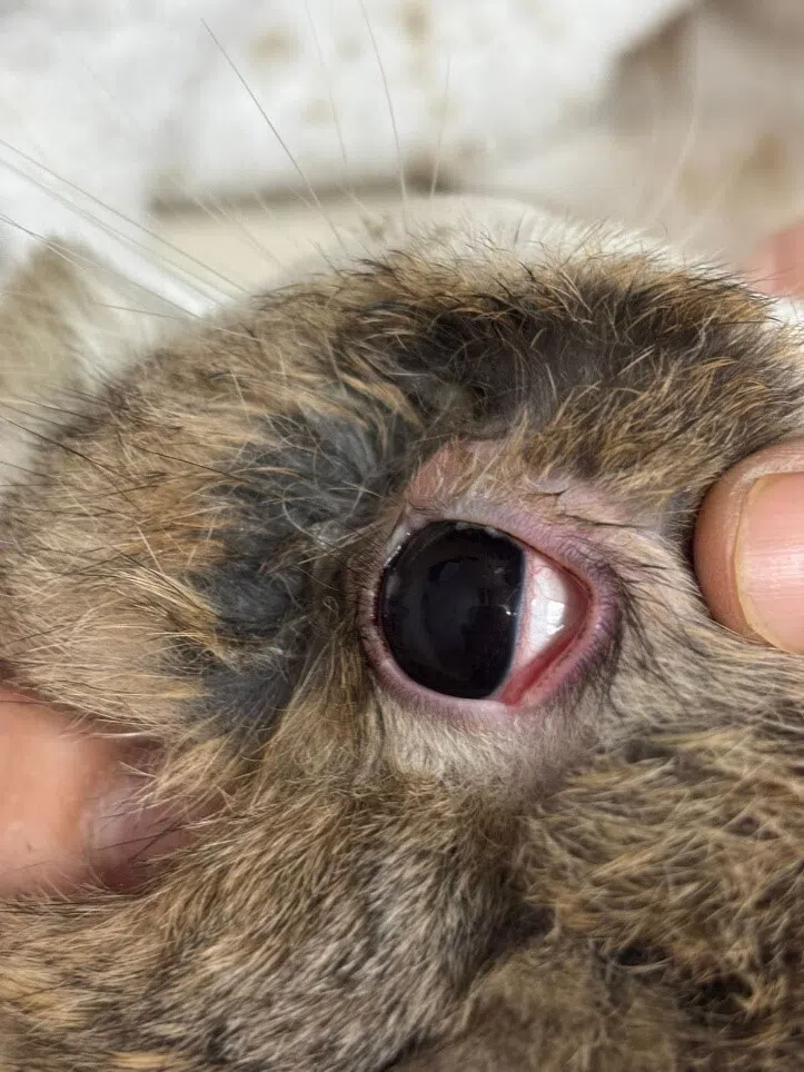 A rabbit with conjunctivitis and inflammation of the eyelids following smoke exposure.