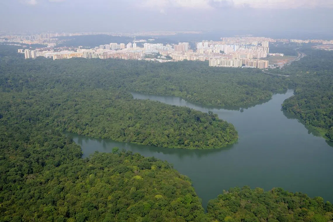 Construction work for Cross Island Line phase 2, which will partially run under the Central Catchment Nature Reserve, is expected to start in the first half of 2023.