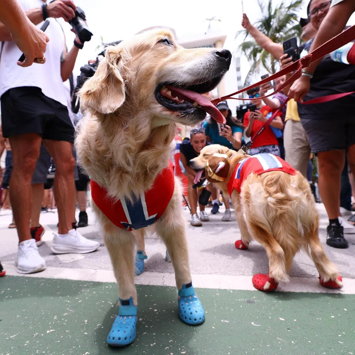 A study revealed man’s best friend can distinguish emotions in people’s faces.
