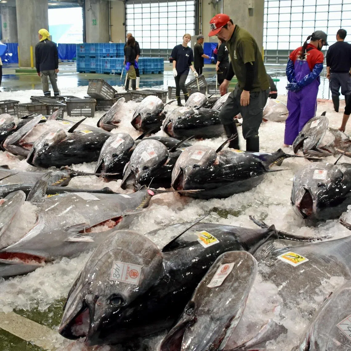 Bluefin tuna are lined up for auction following this season’s first haul at a port in Sakaiminato, Tottori Prefecture, western Japan, on May 20.