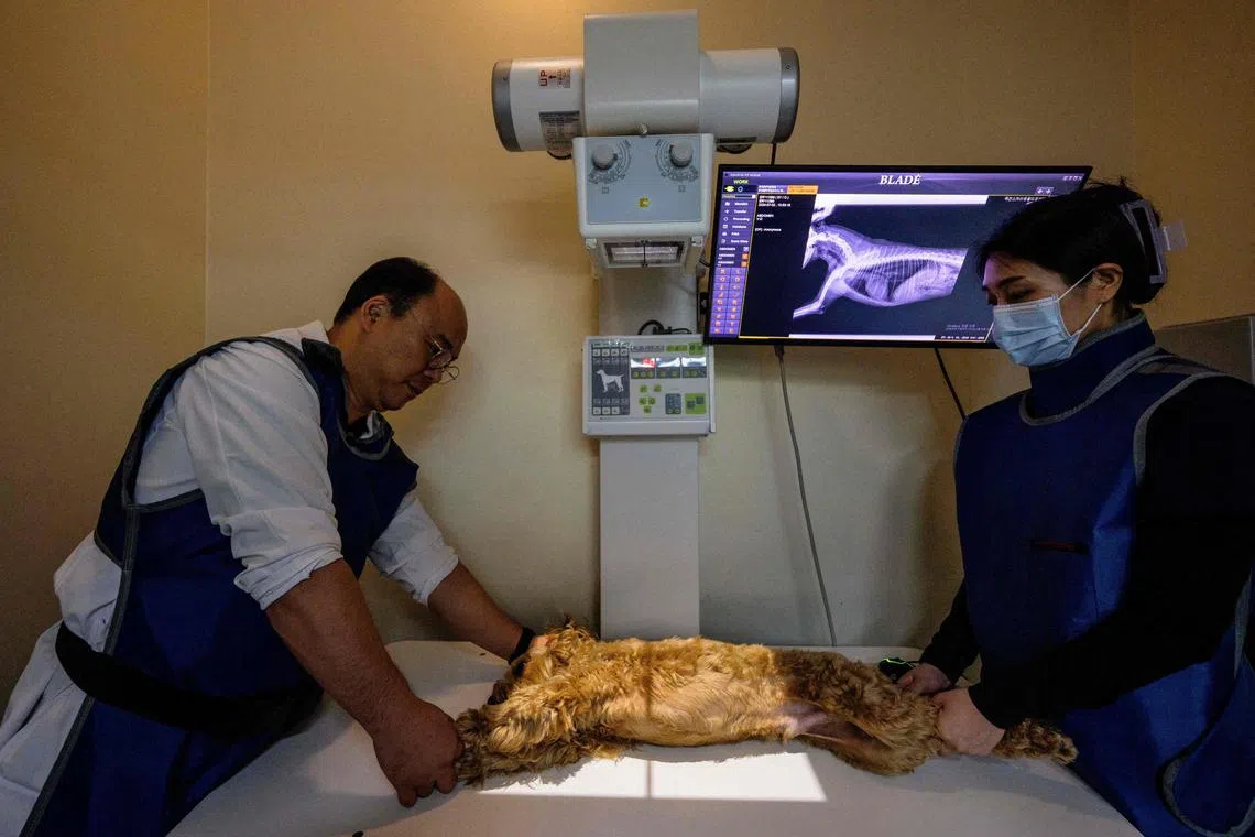 This picture taken on July 2, 2024 shows Oh I-se (L), vet and CEO of Sky Animal Medical Group, and an assistant, X-raying goldendoodle dog Mozzi before using the 'X Caliber' software to help pin point x ray abnormalities in Yongin. When five-year-old Mozzi started walking "unnaturally" his concerned owner rushed him to the vet in South Korea where the dog's problem was identified not by a human but by AI. (Photo by ANTHONY WALLACE / AFP) / To go with 'SKOREA-AI-PET, FOCUS' by Hieun SHIN