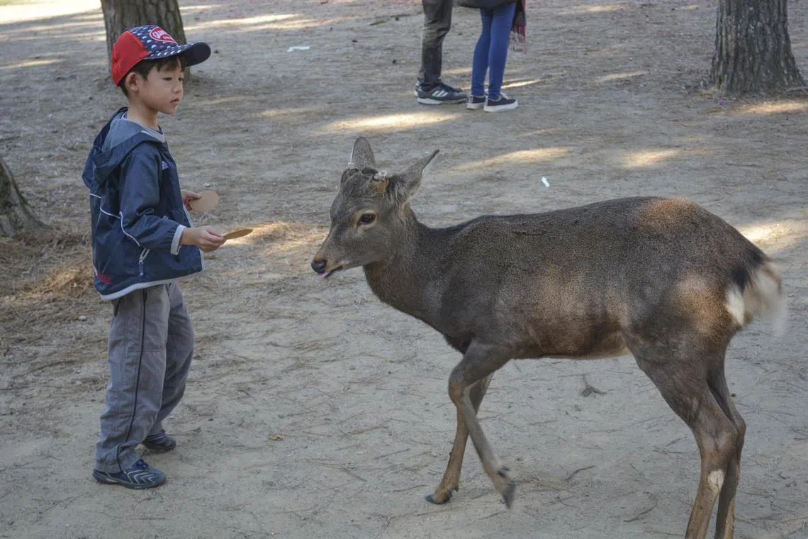 The high number of fawns is pushing the deer population at Japan’s Nara Park to a record high in 2025.