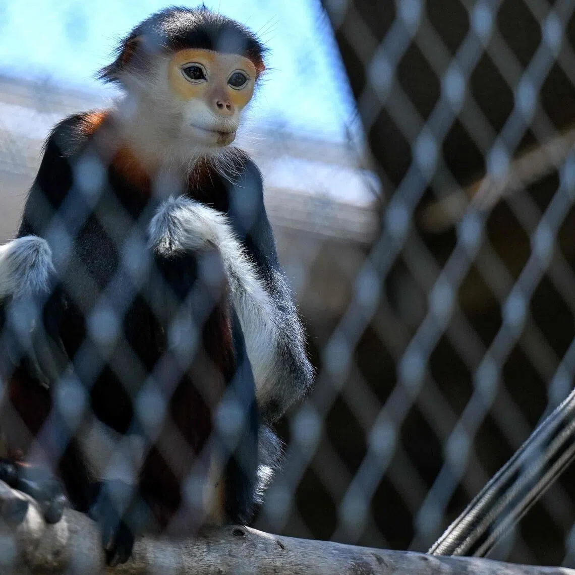 A langur resting inside an enclosure at the Vantara Wildlife Rescue and Conservation Centre in Jamnagar.