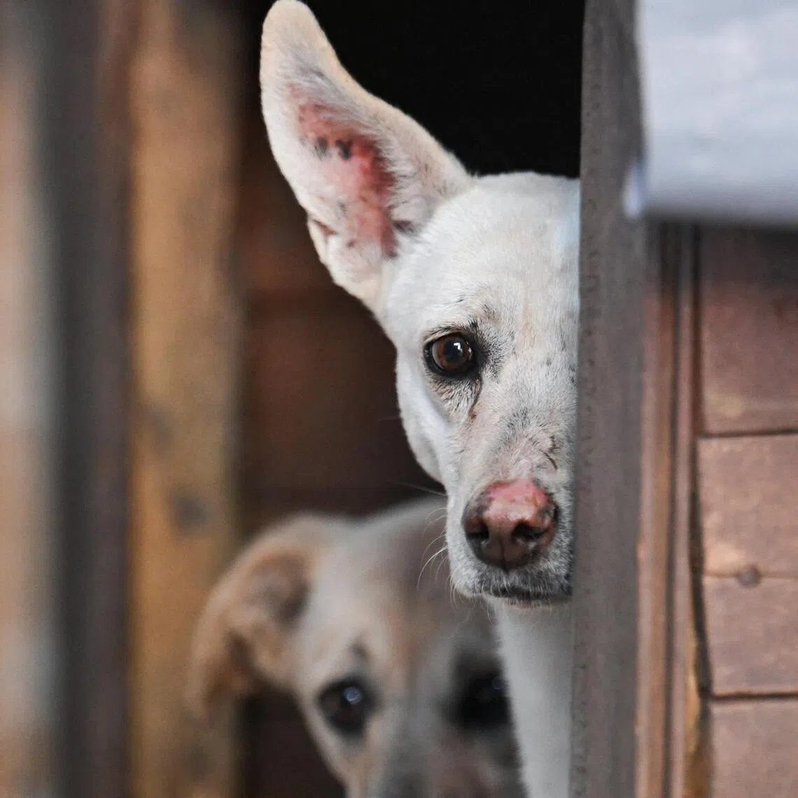 Calls for better legal protection for animals have grown in more than 100 Chinese cities since the incident took place on June 28.