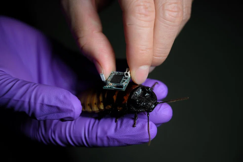Cyborg cockroaches can work as a team for rescue missions with system ...