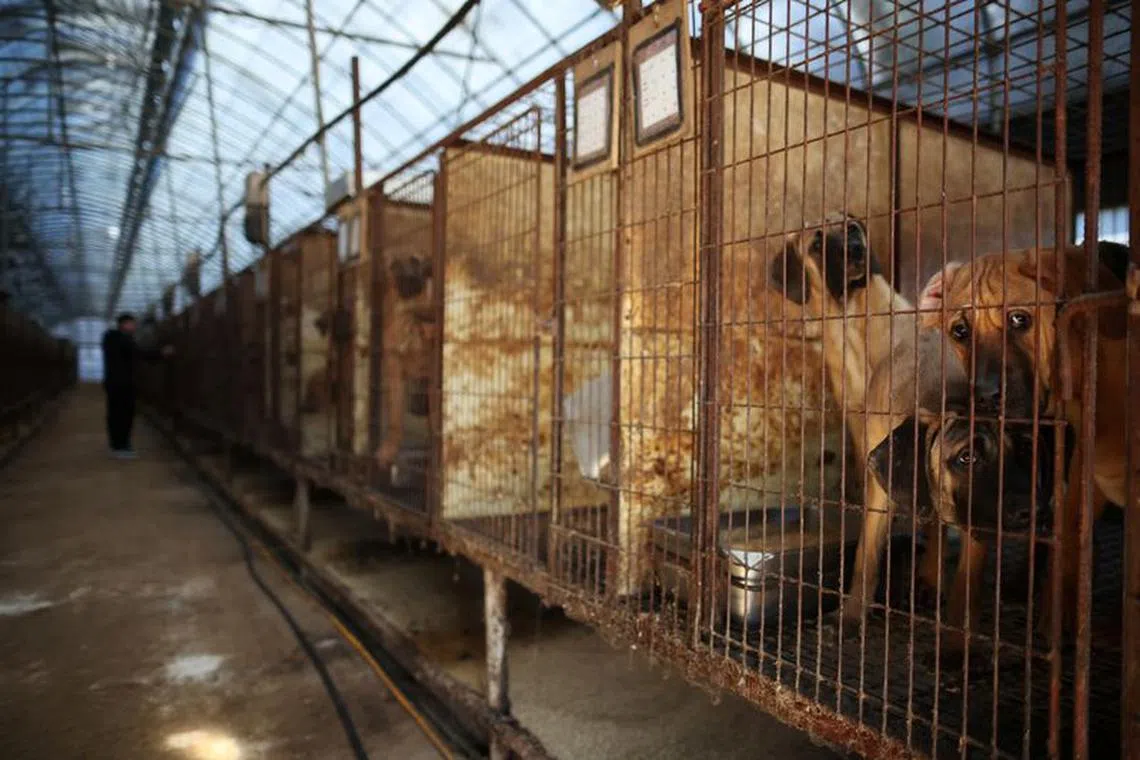 FILE PHOTO: Dogs look on from their cages at a dog meat farm in Hwaseong, South Korea, November 21, 2023.   REUTERS/Kim Hong-Ji/File Photo