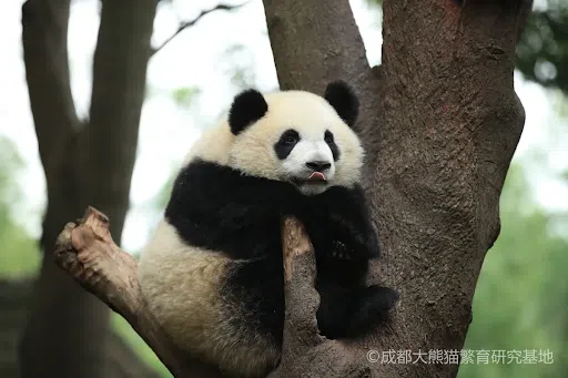 Bilhete Base de Pesquisa de Reprodução de Panda Gigante de Chengdu