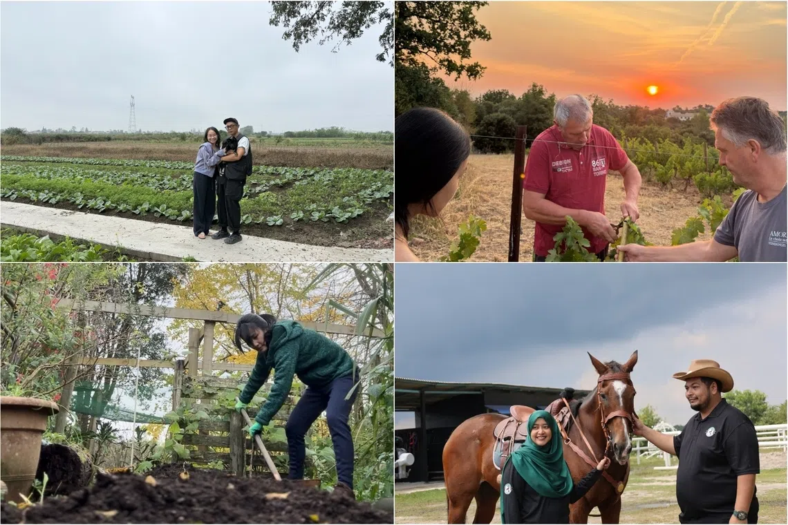 straitstimes.com - Sarah Stanley - Gotta grow my own way: Why some S'poreans are choosing the farm life abroad