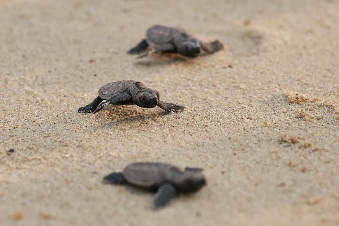 About 120 critically endangered hawksbill turtle hatchlings emerging from their nest in East Coast beach and made their way to the sea under the watchful eyes of National Parks Board (NParks) conservation officers on July 17, 2023. 