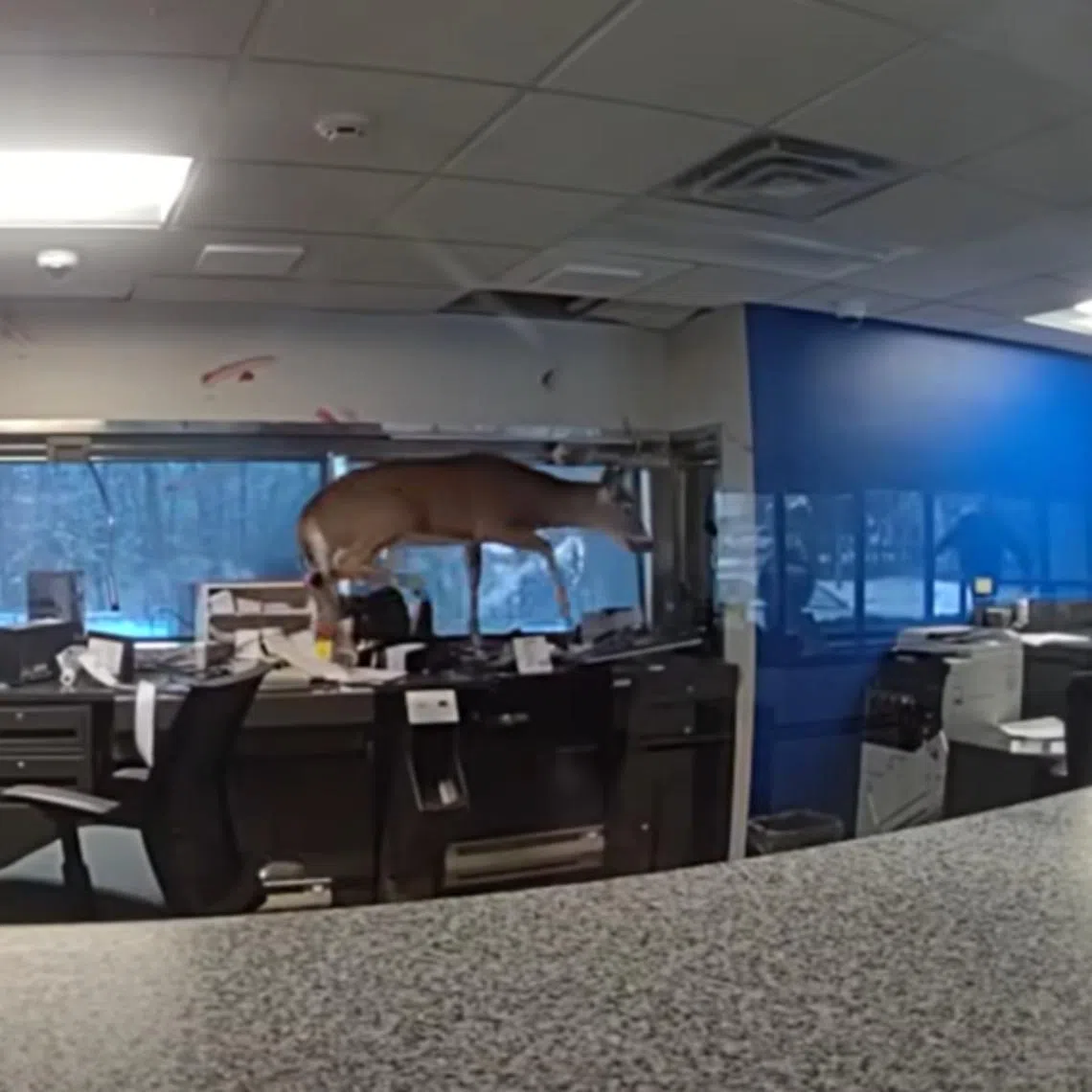 After a pursuit that is more Bambi on ice than The Deer Hunter, the police officers eventually subdued the buck.