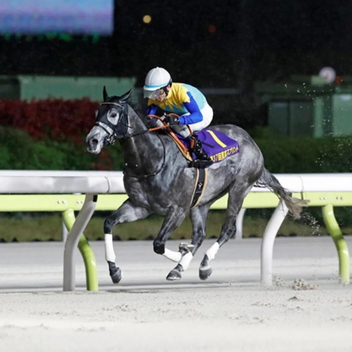 Dragon Welds winning the Listed Tokyo Sprint (1,200m) at Oi on April 15.
Credit: PHOTO:  NATIONAL ASSOCIATION OF RACING