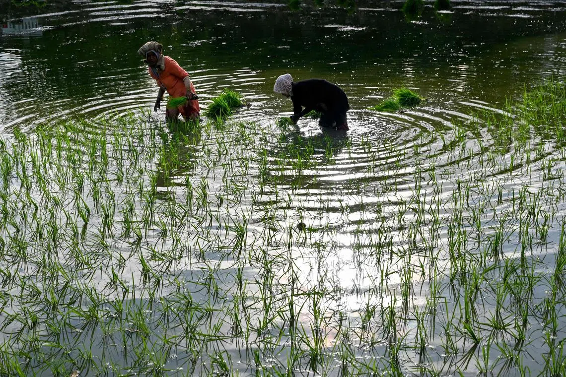 In 2023, Indonesia produced 31.1 million tonnes of rice in 2023, up 1.4 per cent from 2022.