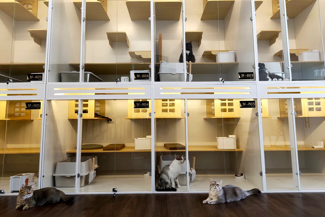 Kuro Cat Hotel in Chinatown opened in January 2026 and has 31 rooms.