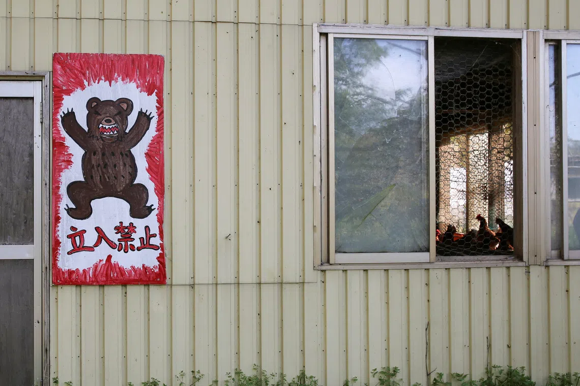 Bears delaying hibernation due to food access in Japan’s residential areas: Expert