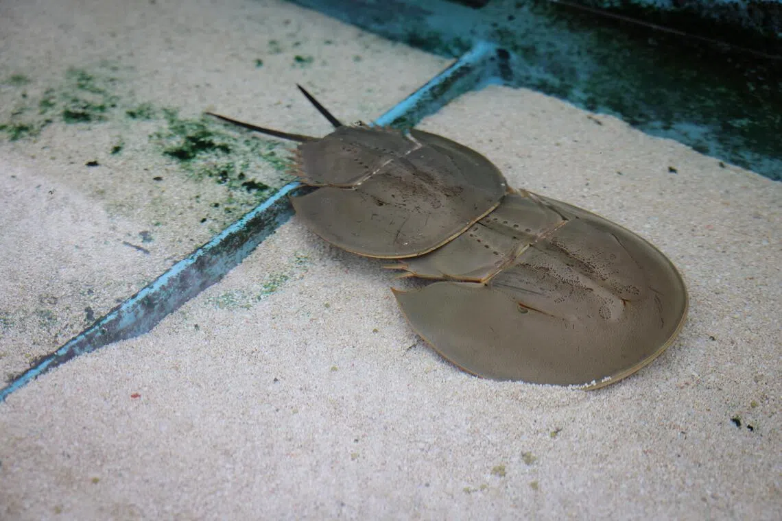 Year of the Horse: Singapore’s neigh-tive species