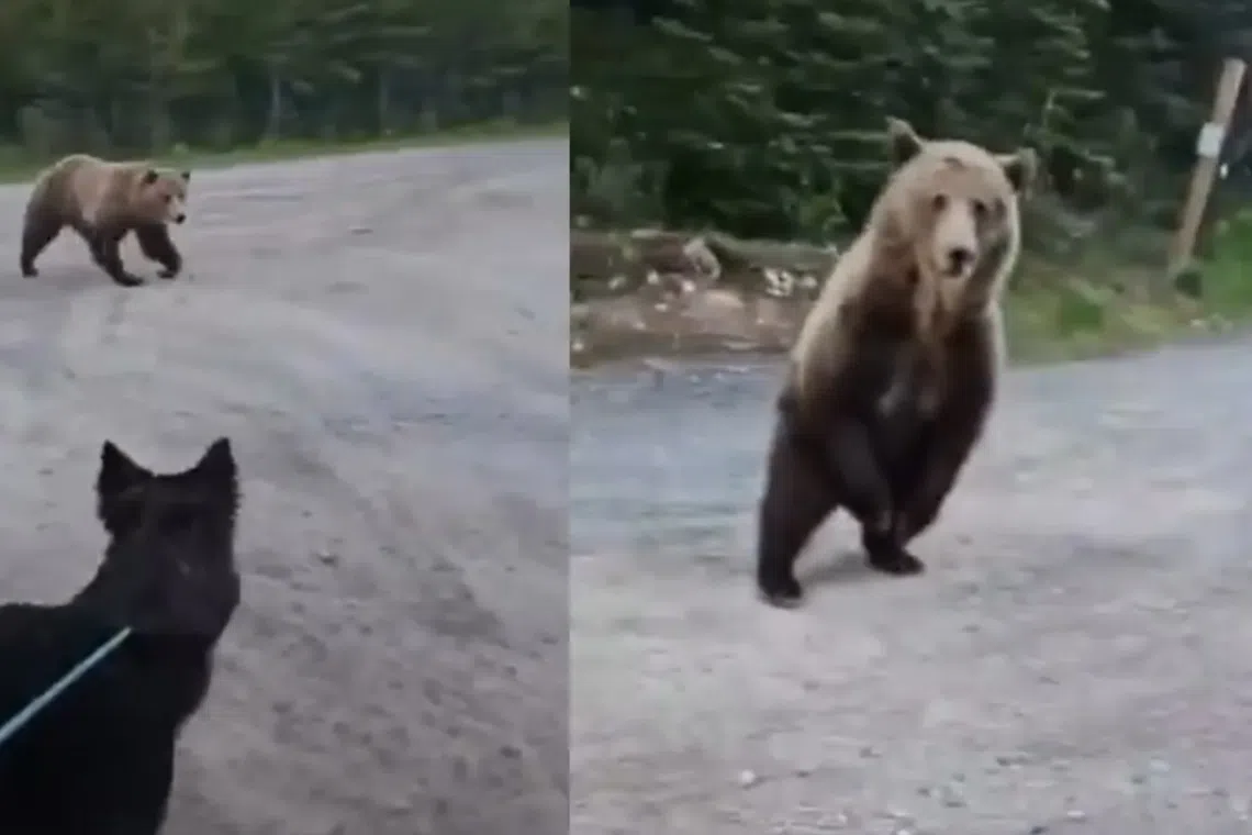 A grizzly encounter, recorded in its entirety, shows a close call