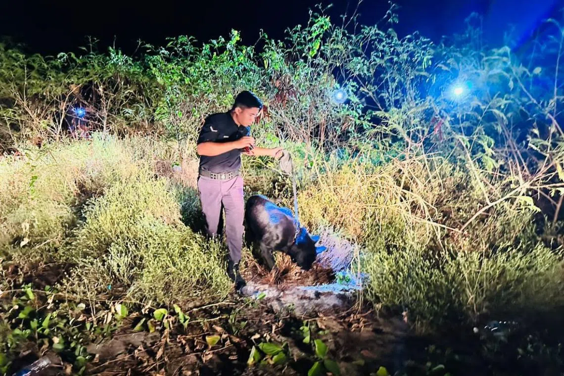 Police said the skull was partially buried in the sand at the site.