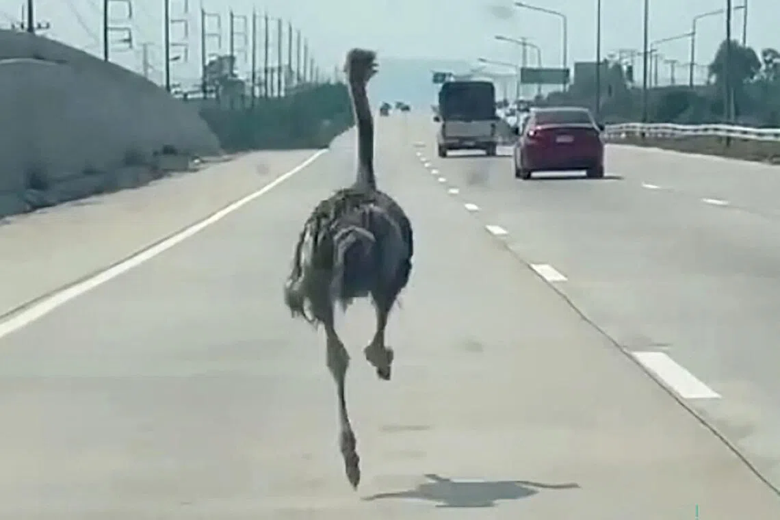 This frame grab from a handout video courtesy of Chairat Sompong taken and released on April 7, 2026 shows an ostrich running along a highway in Thailand's Chonburi province. 