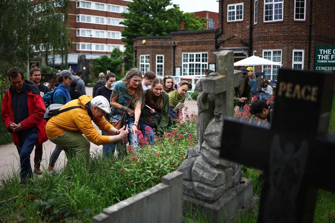 People taking part in a plant foraging tour run by Forage London search for red valerian and wild strawberries at Tower Hamlets Cemetery Park, in London, May 18, 2024. Kenneth Greenway Park is a cemetery in Tower Hamlets, in the east of the British capital. The dead have been lying here since 1841 but the last burial dates back to 1966. This does not seem to put off the group of 18 pickers who came to take part in the edible plant picking course by Kenneth Greenway. The towers of the City are not far away, and yet wild arugula, nettles and many others grow in profusion. (Photo by HENRY NICHOLLS / AFP)