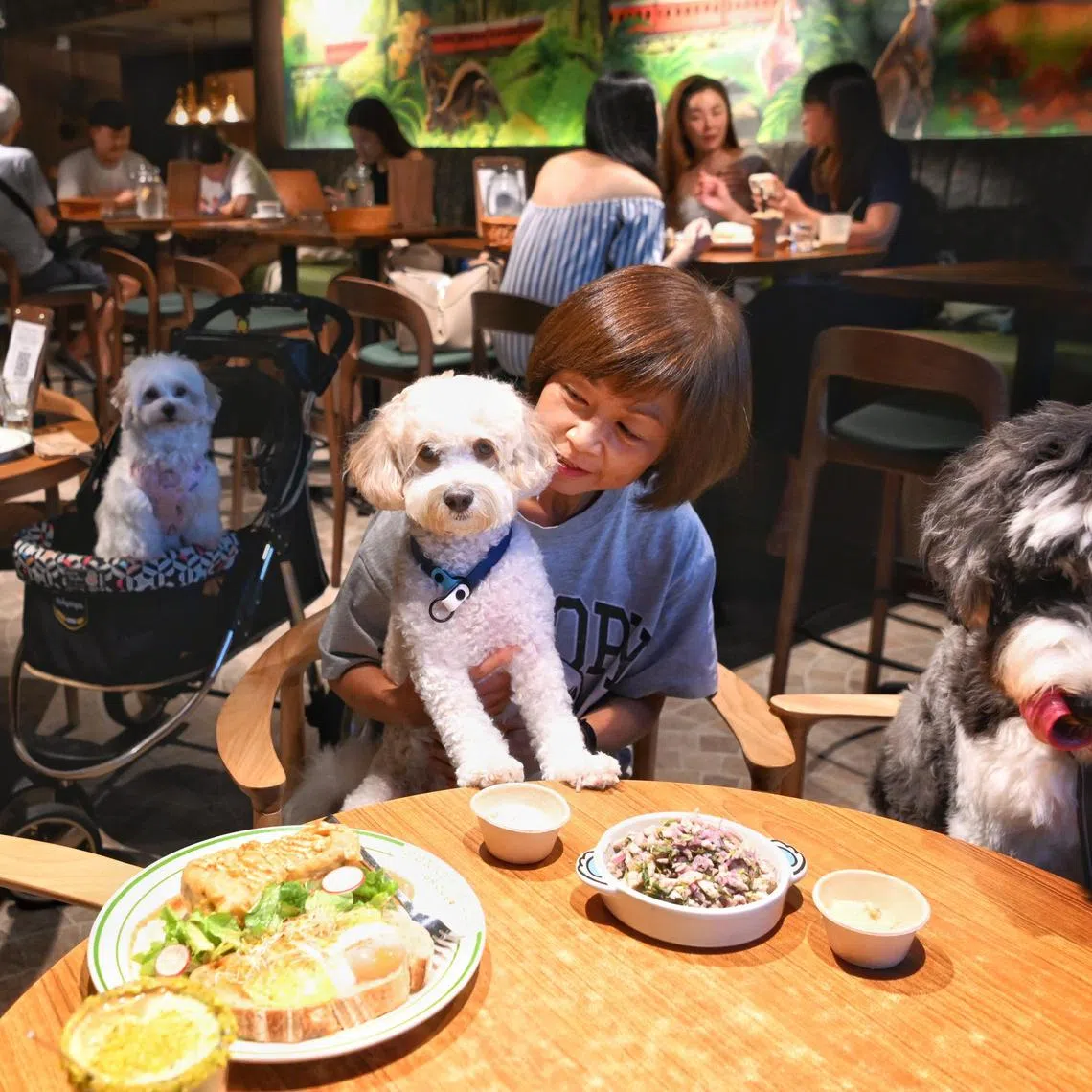 At Surrey Hills Grocer @ The Woodleigh Mall, pets can tuck into dishes made with chicken, beef, duck, fish and kangaroo. 