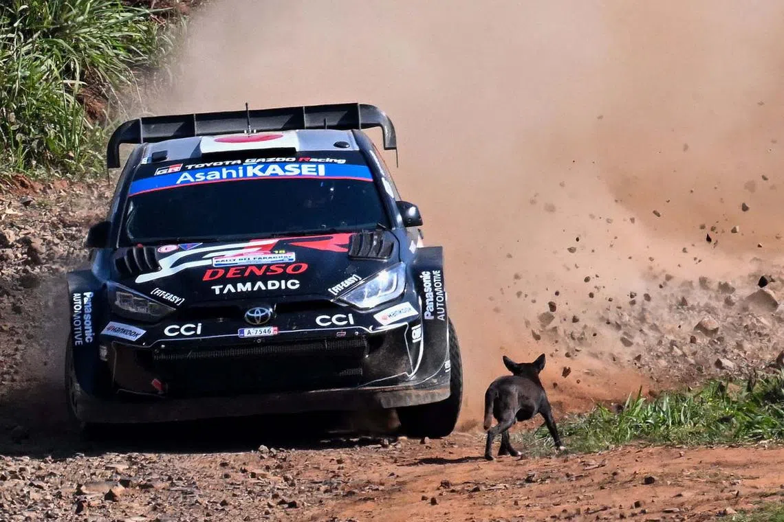 TOPSHOT - Japanese driver Takamoto Katsuta and Irish co-driver Aaron Johnston drive past a dog as they compete in their Toyota GR Yaris Rally1 during the Artigas stage of the WRC Rally Paraguay, the 10th round of the FIA World Rally Championship (WRC), in General Artigas near Encarnacion, Paraguay, on August 30, 2025. (Photo by Luis ROBAYO / AFP)