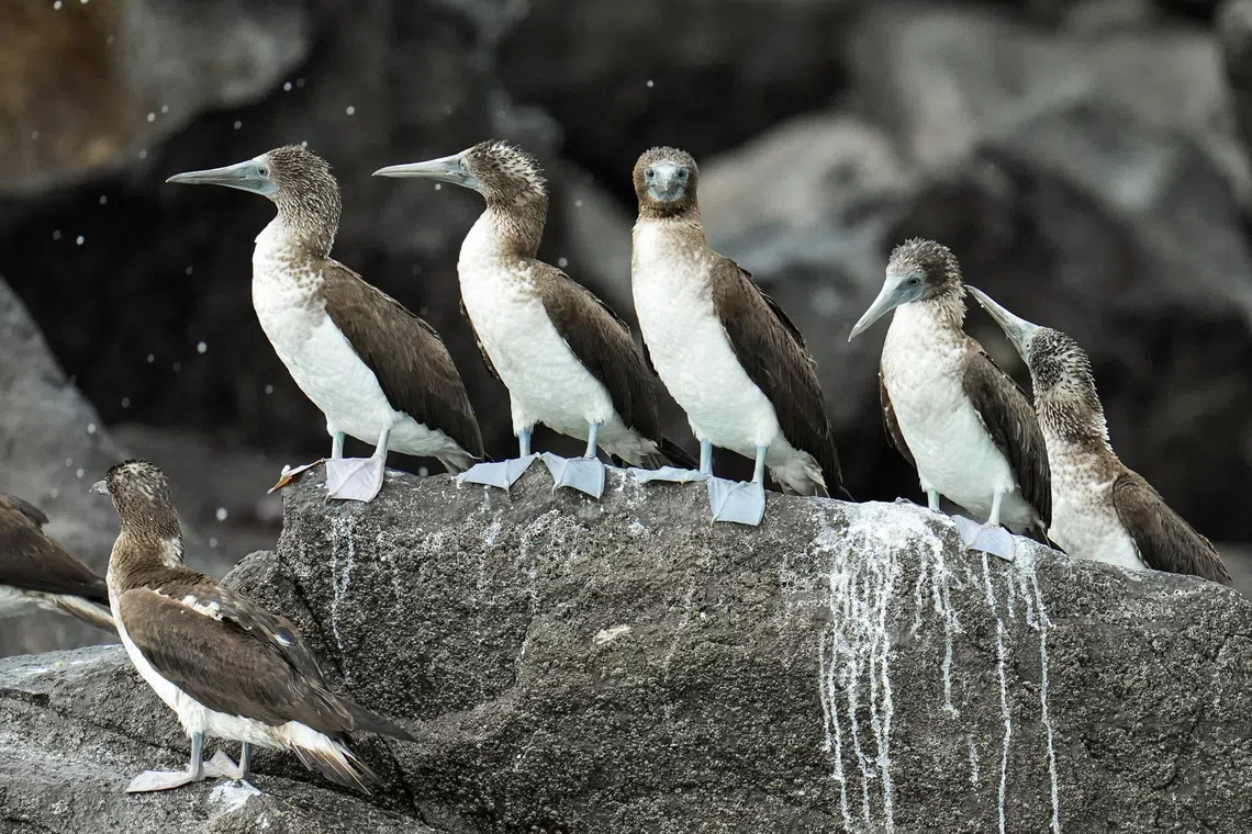 Displaced by El Nino, South American seabirds flock to Panama