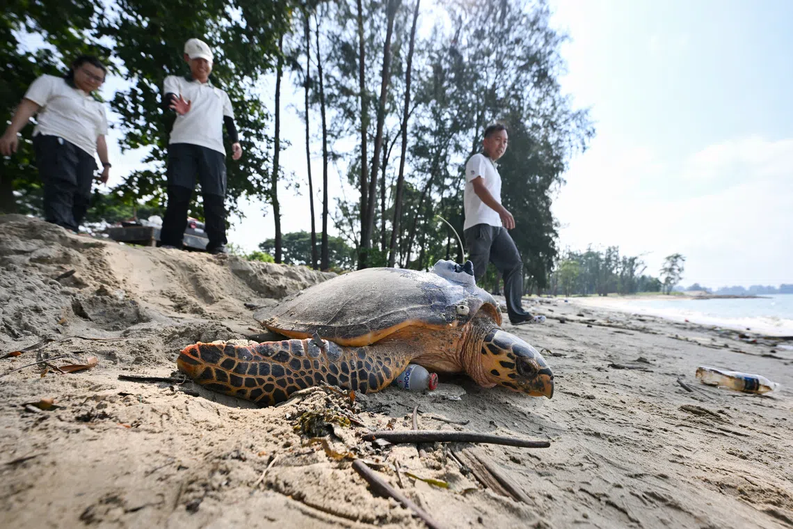 A critically endangered hawksbill turtle at East Coast Park in July 2026. One key theme of feedback relates to concerns about the impact of Long Island preparatory works on marine fauna like sea turtles, bottom-dwelling fish and coastal horseshoe crabs.