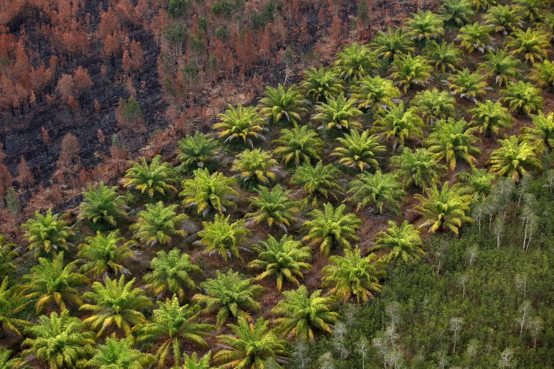 FILE PHOTO: A palm oil plantation is pictured next to a burnt forest near Banjarmasin in South Kalimantan province, Indonesia, September 29, 2019. REUTERS/Willy Kurniawan/File Photo
