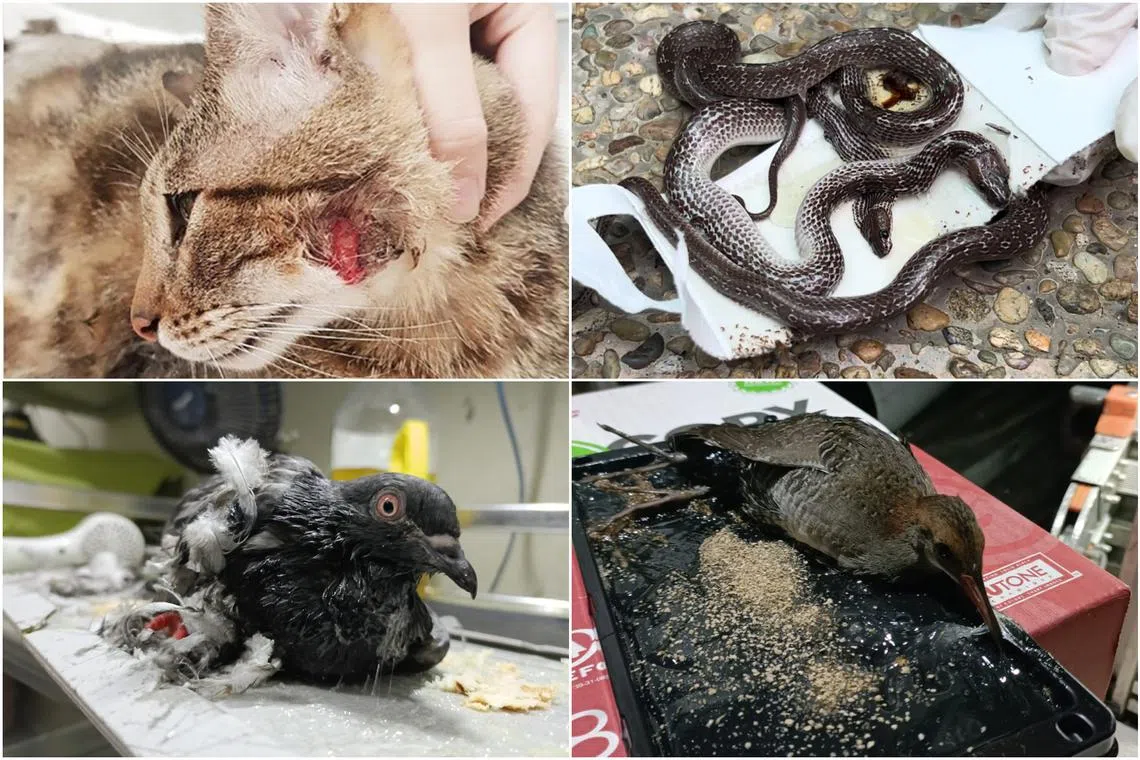 While the immobilising glue causes prolonged suffering and distress to the animals, fewer than one in five people here are aware of the ill effects of glue traps.