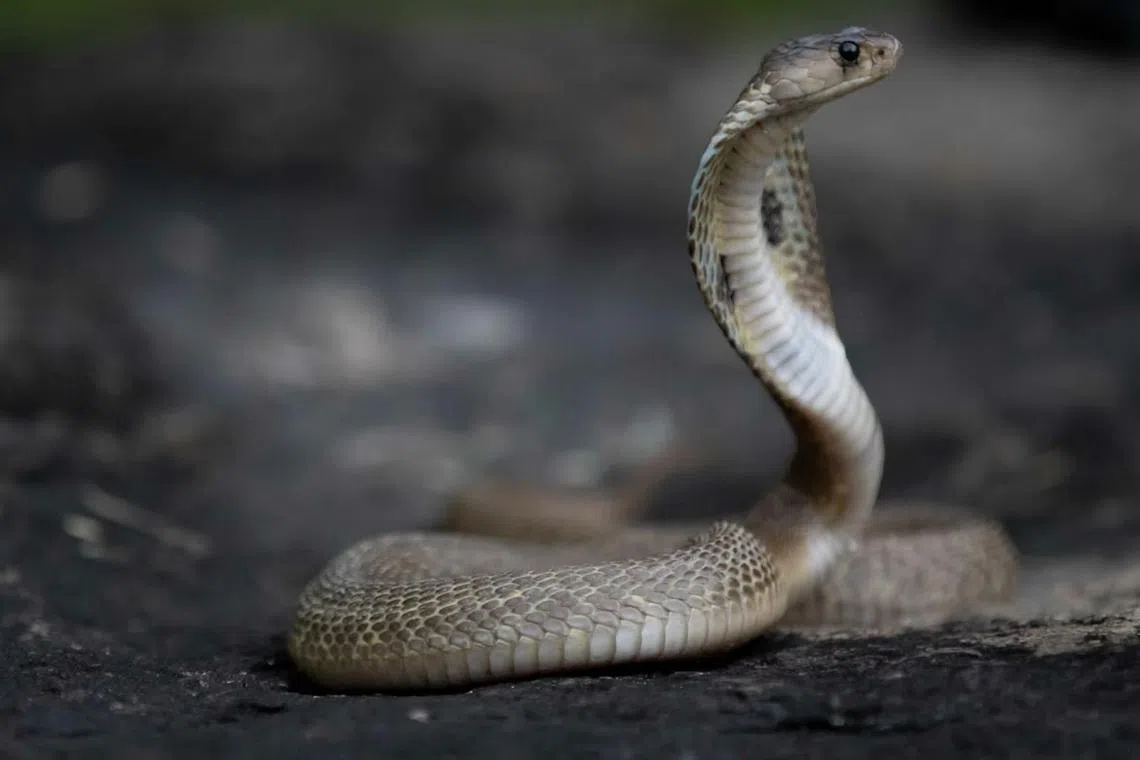 The tourist was bitten after the "snake charmer" let a snake, thought to be cobra, crawl into his trousers.