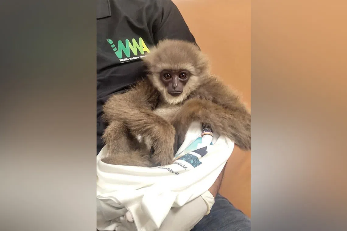 One of the silvery gibbons seized from a checked bag being cradled in the arms of an officer at Mumbai International Airport. 