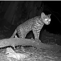 Animals caught on camera include (clockwise from top left) leopard cats, a Raffles' banded langur,  a sambar deer fawn and a Sunda pangolin.