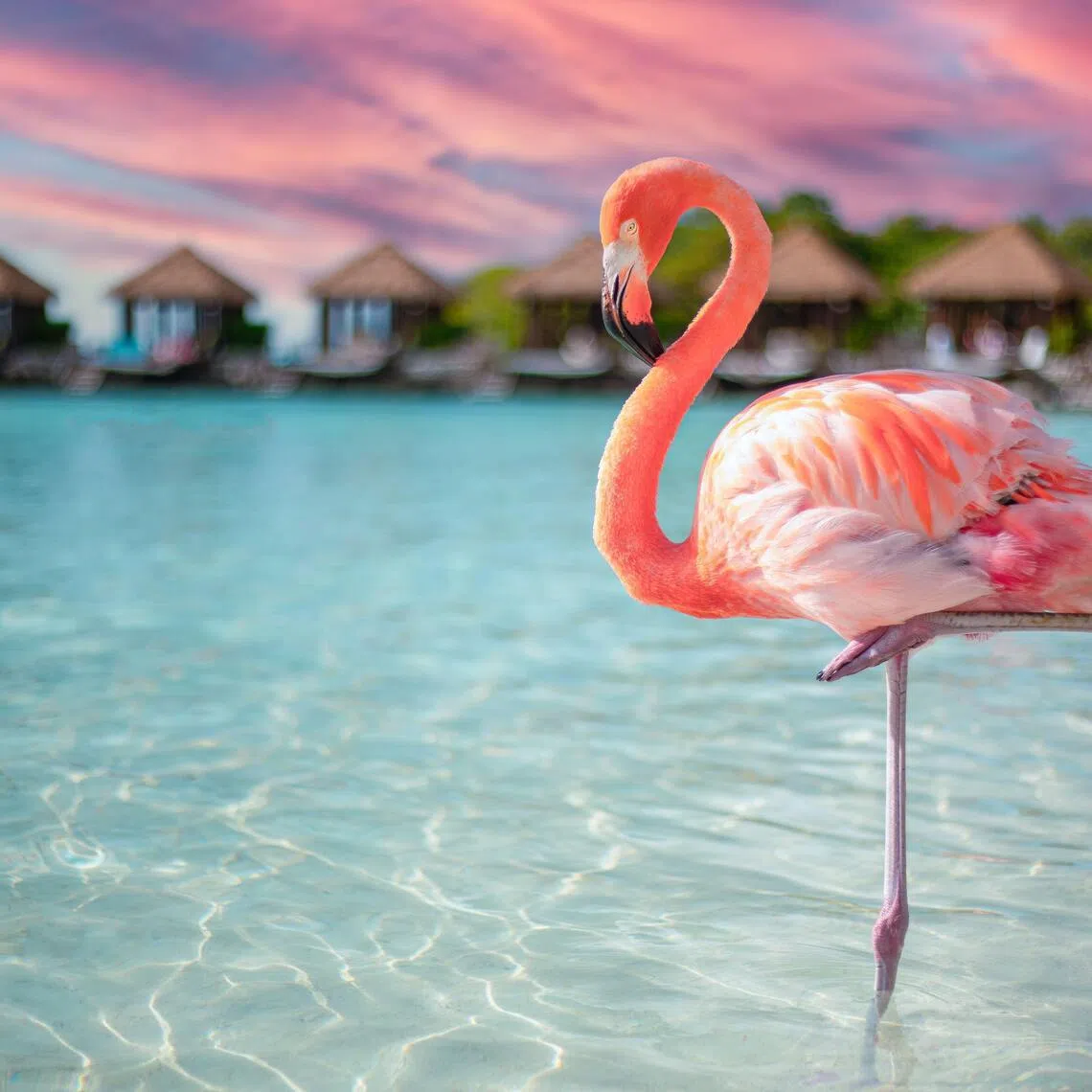 A flamingo in the sea on Renaissance Island, Aruba. Flamingos are not native to the country, but that does not stop throngs of tourists from flocking to the island to pose with them every year.