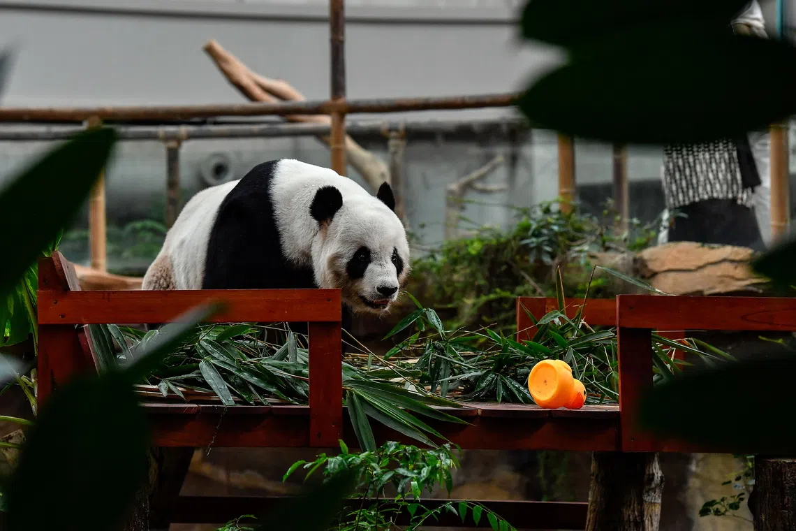 The first pair of pandas loaned to Malaysia in 2014 – Fu Wa and Feng Yi, renamed Xing Xing and Liang Liang, respectively – became star attractions at Zoo Negara.