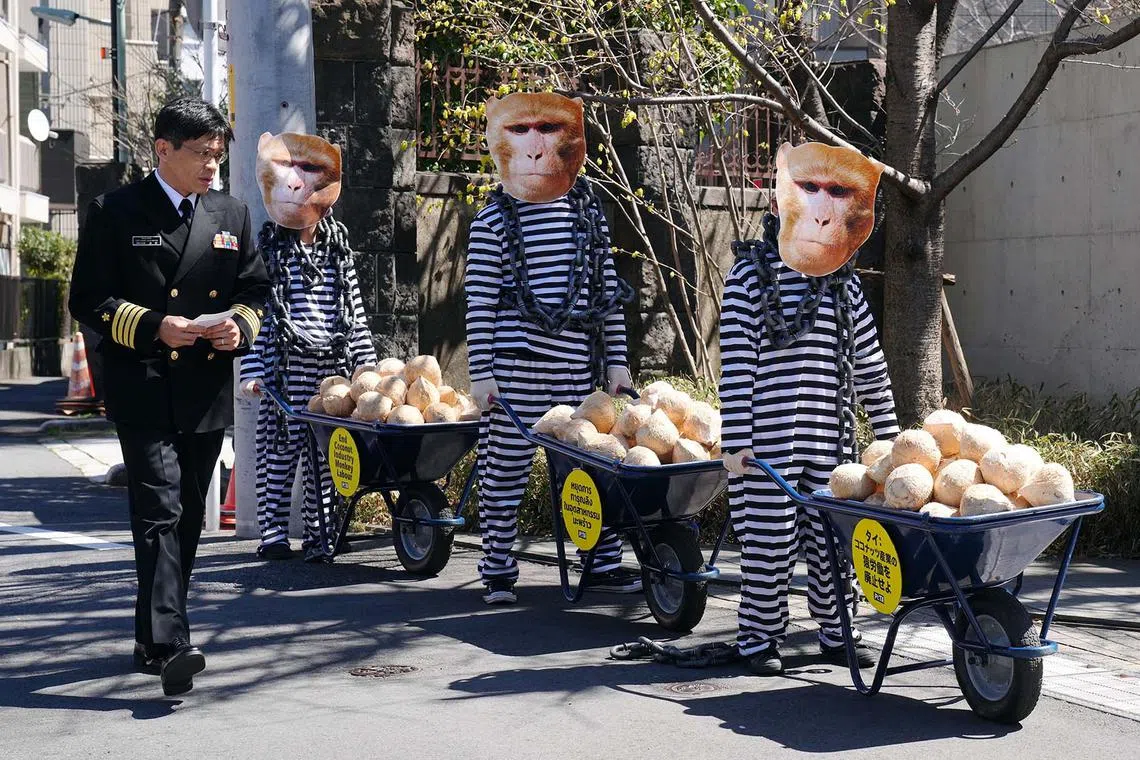 A foreign military attache looks on as demonstrators wearing prisoner uniforms and monkey masks protest against Thailand's use of monkeys in the coconut-picking industry, in Tokyo, Japan, March 27, 2024. 