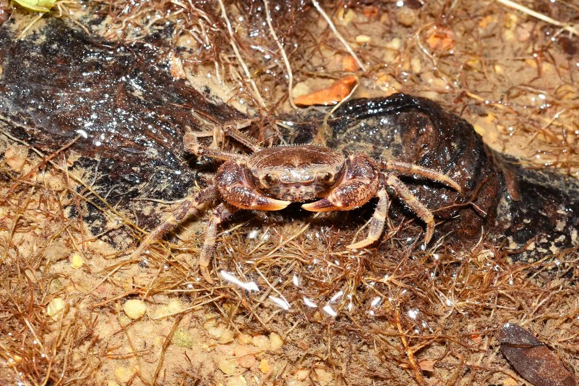 The Singapore freshwater crab, which is threatened by extinction, is now slowly growing in numbers in the wild following efforts to recover them.
